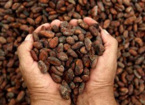 cacao 2 300x217, El cacao peruano